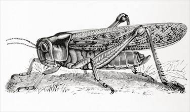 The migratory locust.