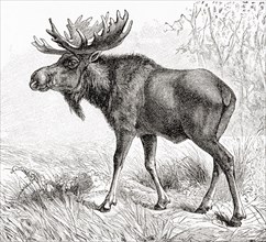 The moose or elk.