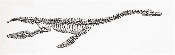 Skeleton of a Plesiosaurus, a genus of extinct, large marine sauropterygian reptile.