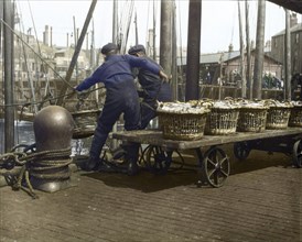 Two fishermen hauling herring fish off their boat at North Shields Fish Quay.