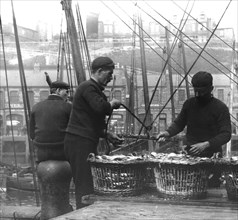 Fishermen unloading herring at North Shields Fish Quay.