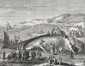 Sperm whale stranded on Dutch beach in 1598.