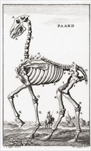 Skeleton of a horse.