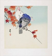 Two Pigeons on a Branch with Autumn Leaves.