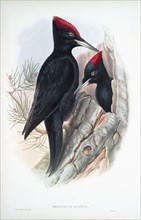 Great Black Woodpecker.