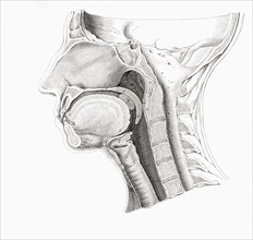 Anatomical section of the head.