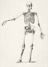 Human skeleton.