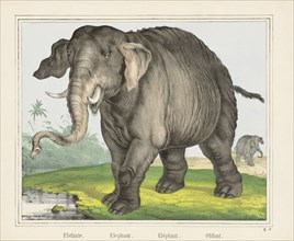 An Elephant.
