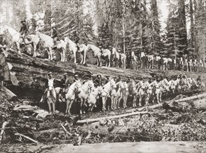 A troop of United States Cavalry posing on and alongside of a fallen redwood tree.