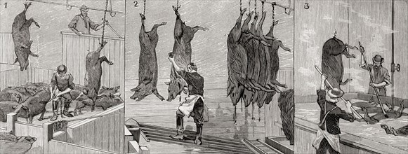 Three scenes from a slaughterhouse in Chicago.