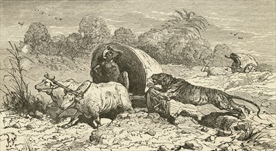 A Bengal tiger attacking a covered wagon in India.
