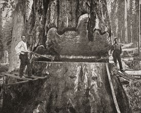 Cutting down a giant California Redwood tree in the late 19th century.