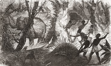 Elephant hunting in Africa in the nineteenth century.