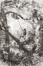 Native Indians capturing a tree sloth on the Oyapock or Oiapoque River.