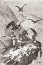 Edouard Francois Andre and his companion being attacked by condors near Calacali.