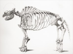 Skeleton Of A Mastodon.