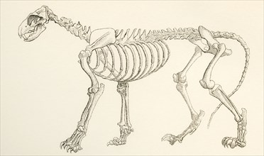 Skeleton Of A Lion.