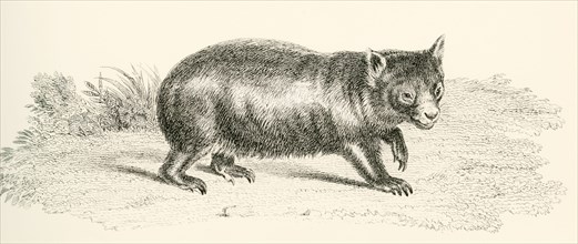 Phascolonus of the wombat family.