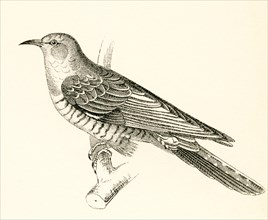 The Common Cuckoo.