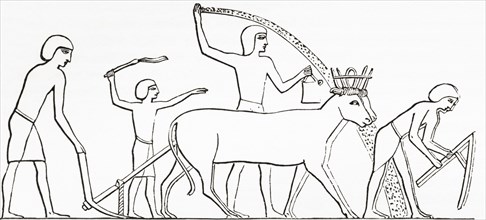 Ploughing, hoeing and sowing with animals in ancient Egypt.