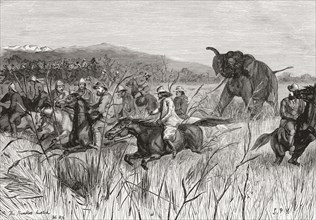 Elephant hunters in the 19th century being charged by an elephant.
