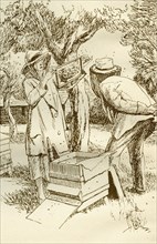 Rural beekeeping in the early twentieth century.