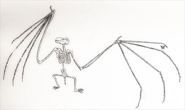 Skeleton of a bat.
