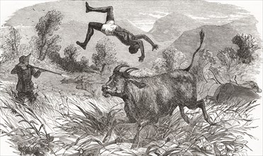 Hunting buffalo in Africa in the nineteenth century.