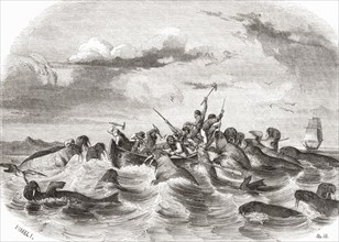 Sailors on a boat killing walruses in the 19th century.