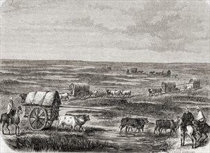 Wagon Train On The Argentinian Pampas In The 1860s.