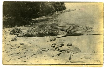 Crocodile on rocky beach