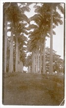 Avenue of trees, West Africa
