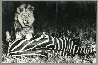 Lion and lioness, Kenya
