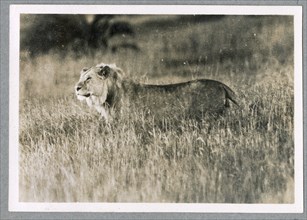 Lioness with dead zebra