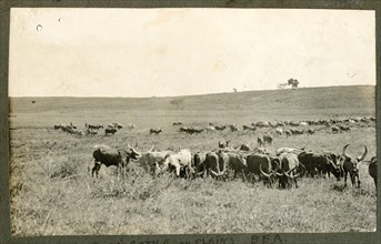 Plains cattle, Kenya