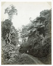 Path with tropical foliage, Darjeeling