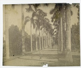 Avenue of palm trees, Botanical Gardens, Calcutta