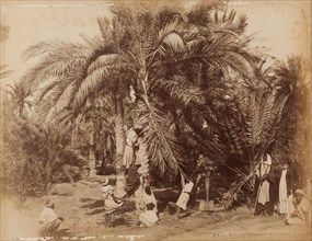 Harvesting dates at Moses' Well, Gulf of Suez