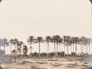 Date palms at Basidu