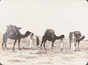 Camels loaded with firewood