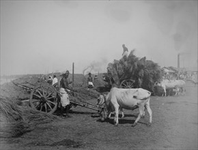 Straw or reeds being unloaded from ox-drawn carts on a river bank