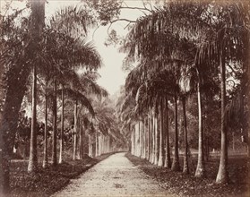 Cabbage Palm Avenue at Royal Botanical Gardens, Peradeniya