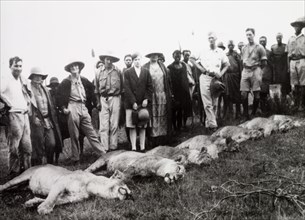 The result of a lion cull