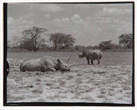 Amboseli Game Reserve