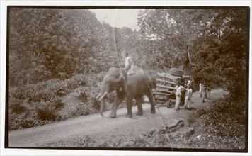 Elephant pulling crate through plantation