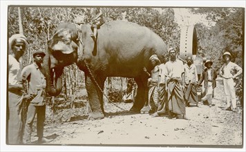 Elephant, plantation workers and machine