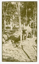 Elephant pushing rubber tree