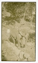 Elephant manoeuvring boulders