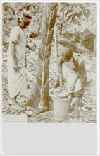 Two workers with rubber tree