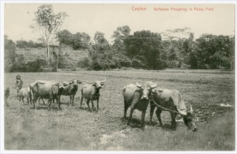 Buffaloes in paddy field